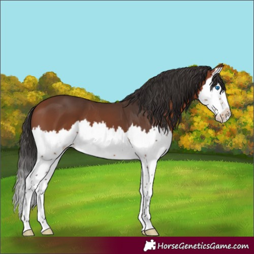 Horse Color:Unknown 