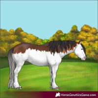 Horse Color:Bay Splash 