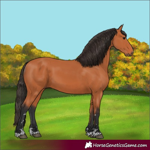 Horse Color:Bay 