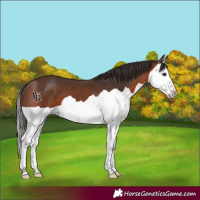 Horse Color:Brown Splash