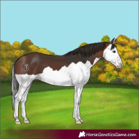 Horse Color:Brown Splash