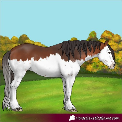 Horse Color:Bay Splash 
