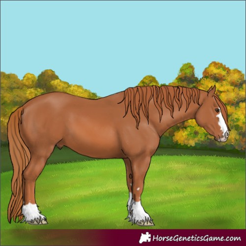 Horse Color:Chestnut 