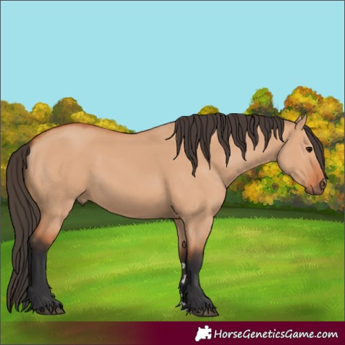 Horse Color:Bay Dun 