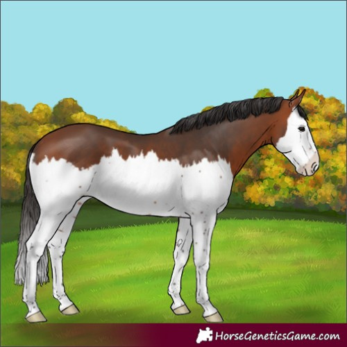 Horse Color:Bay Splash 