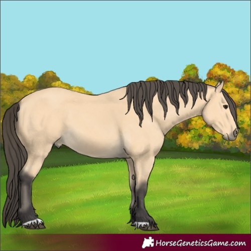 Horse Color:Buckskin 