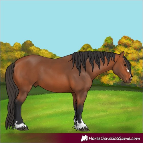 Horse Color:Bay 