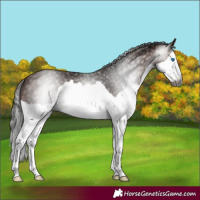 Horse Color:Gray Bay Splash 