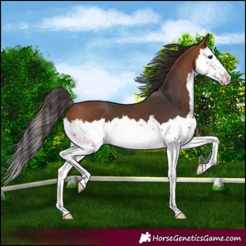 Horse Color:Bay Splash 