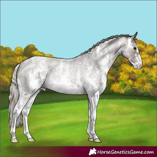 Horse Color:Silver Blue Roan Sabino 
