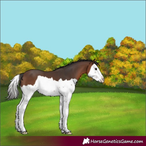 Horse Color:Brown Splash