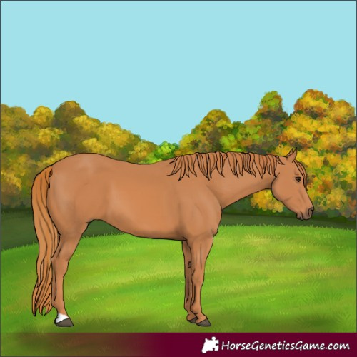 Horse Color:Chestnut 