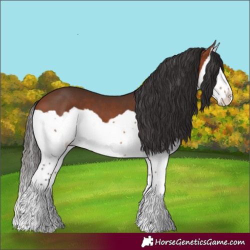 Horse Color:Bay Splash 