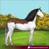 Horse Color:Bay Splash 