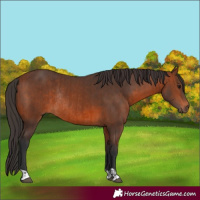 Horse Color:Brown Rabicano  and Bay Rabicano 