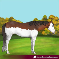 Horse Color:Bay Splash 
