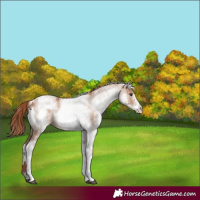 Horse Color:White Spotted Red Dun Rabicano  and White Spotted Red Dun Rabicano 