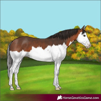 Horse Color:Bay Splash 