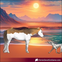 Horse Color:Buckskin Splash 