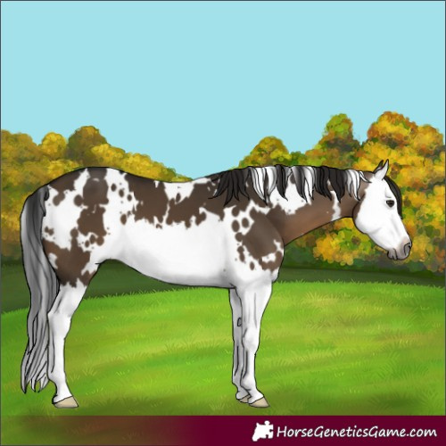 Horse Color:Gray White Spotted Brown Dun Splash 