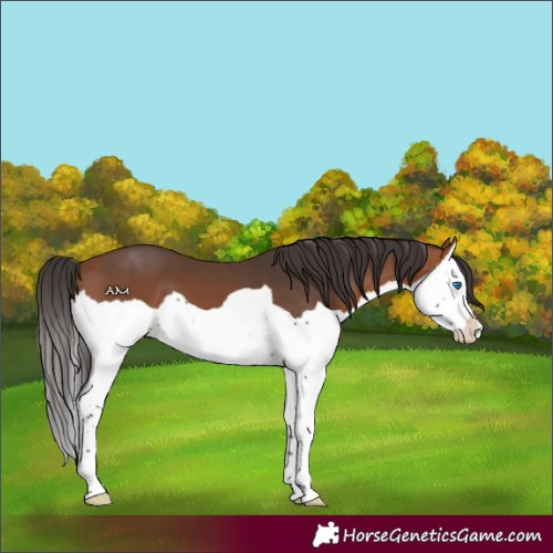 Horse Color:Bay Splash 
