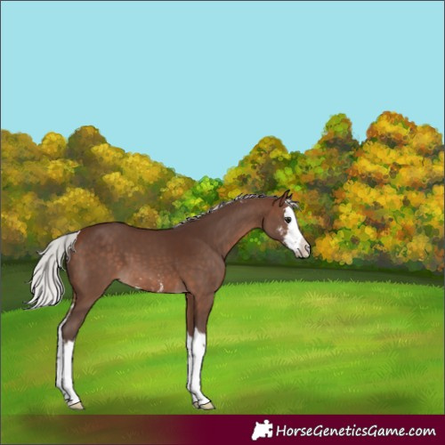 Horse Color:Silver Brown Sabino Splash