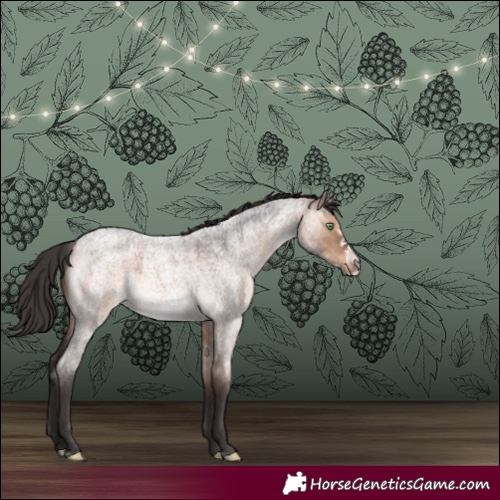 Horse Color:Brown Roan Dun Frame Rabicano 