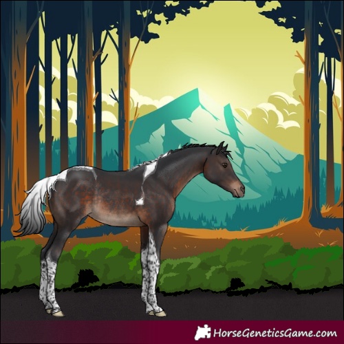 Horse Color:Brown Tobiano Rabicano 