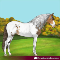 Horse Color:Buckskin Tobiano Frame Appaloosa Rabicano