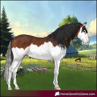 Horse Color:Bay Splash 