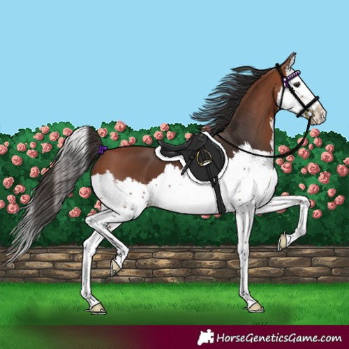 Horse Color:Bay Splash 