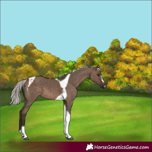 Horse Color:Silver Brown Dun Tobiano 