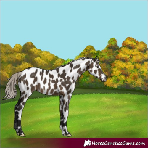 Horse Color:Gray Silver Brown Dun Appaloosa 