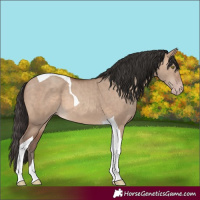 Horse Color:Sable Champagne Dun Tobiano