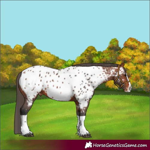Horse Color:Bay Splash Appaloosa 