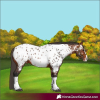 Horse Color:Bay Splash Near Leopard 