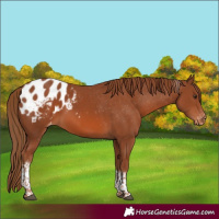 Horse Color:Chestnut Tobiano Blanket 