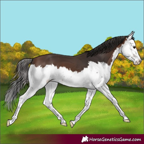 Horse Color:Brown Splash 