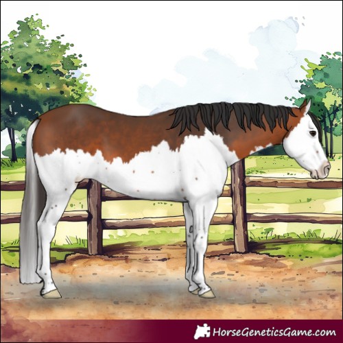 Horse Color:Bay Splash 