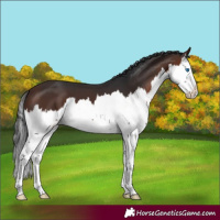 Horse Color:Brown Splash