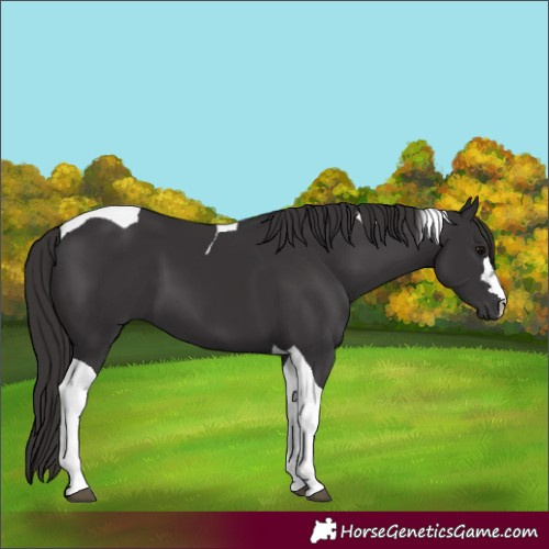 Horse Color:Smoky Black Tobiano 