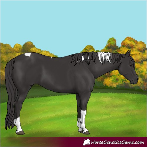 Horse Color:Smoky Black Tobiano 