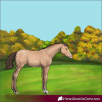 Horse Color:Amber Champagne 