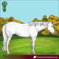 Horse Color:Silver Grullo Tobiano Appaloosa 