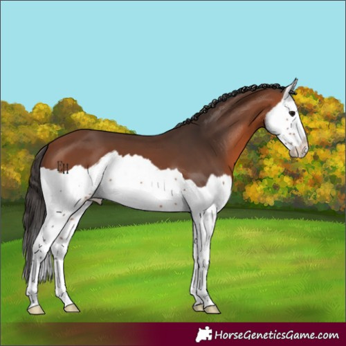 Horse Color:Bay Splash 