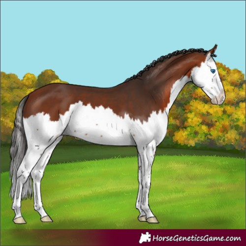 Horse Color:Bay Splash 
