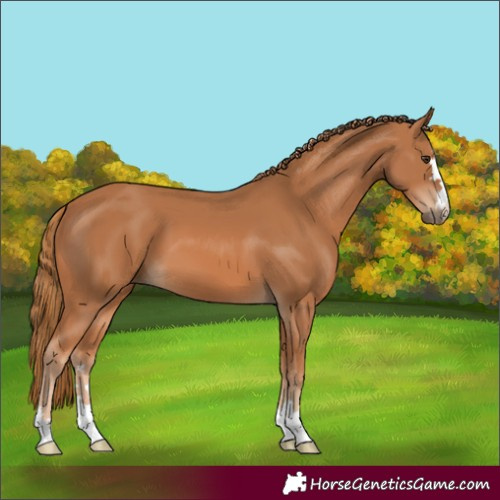 Horse Color:Chestnut 