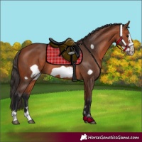 Horse Color:Bay Frame