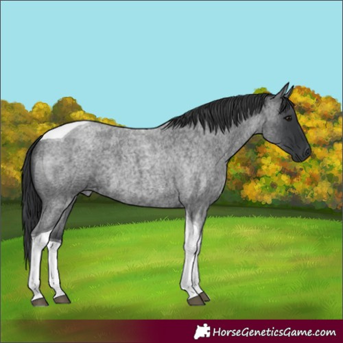 Horse Color:Blue Roan Tobiano 