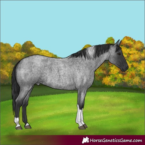 Horse Color:Blue Roan Tobiano 